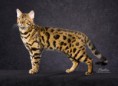 /album/galerie/bengal-cat4-jpg/